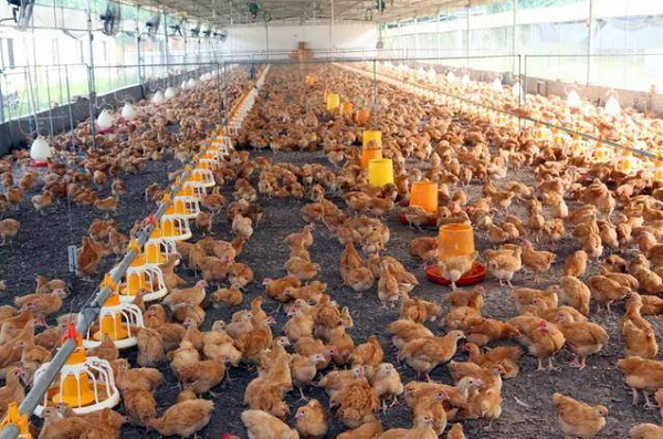 養(yǎng)殖場取暖運(yùn)用蒸汽模塊爐！